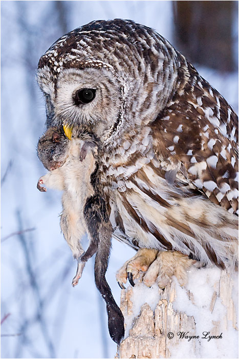 Barred Owl Eating Flying Squirrel 118 by Dr. Wayne Lynch &copy;